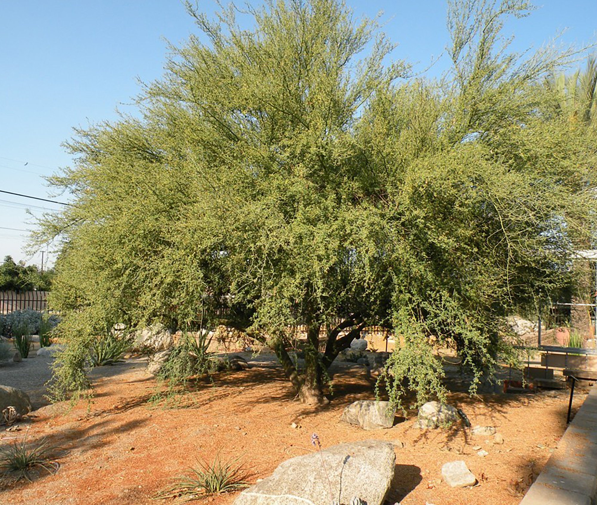 Parkinsonia florida 04.jpg