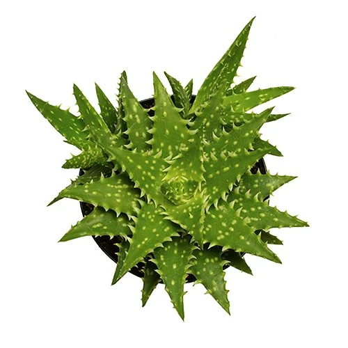 Aloe minnie belle 02.jpg