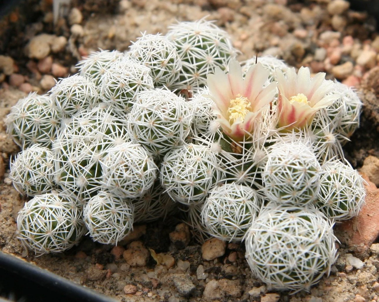 Mammilaria gracilis 03.jpg