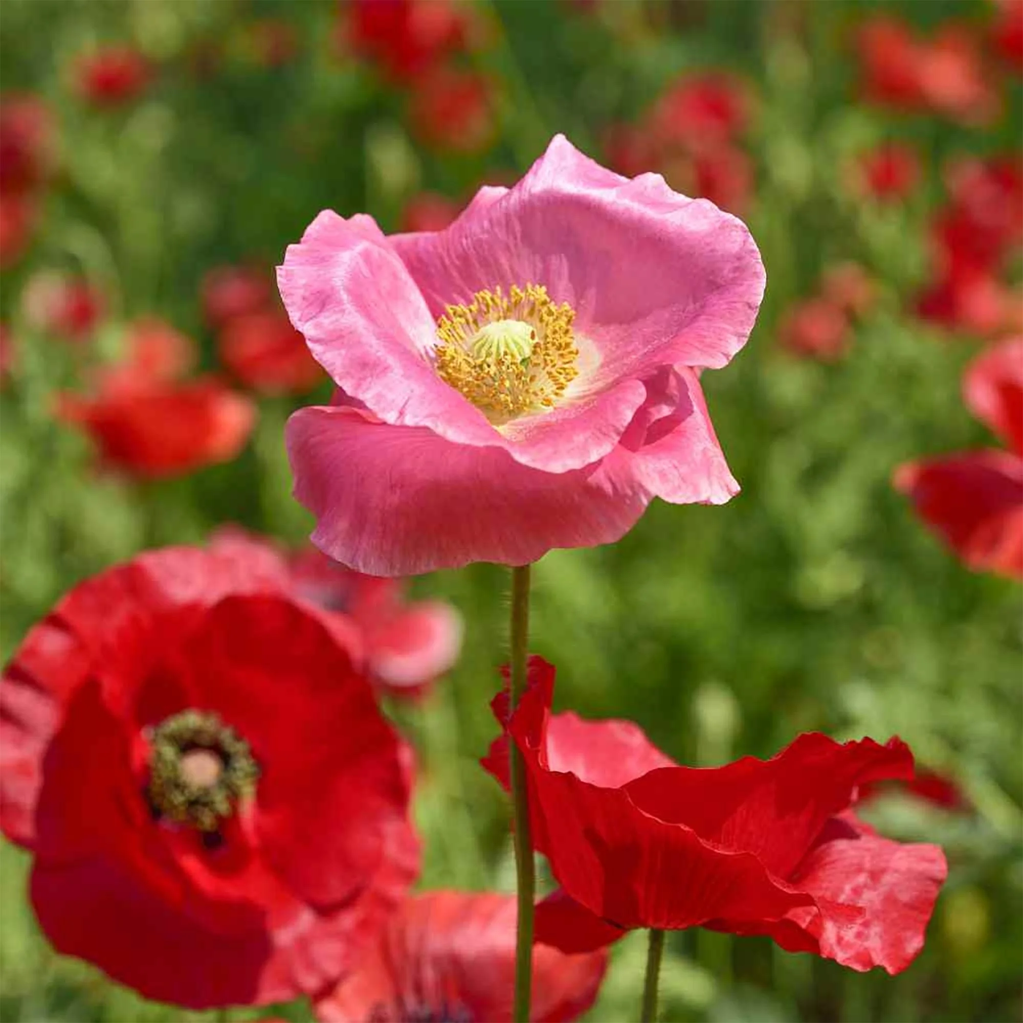 Shirley poppy seeds 01.jpg