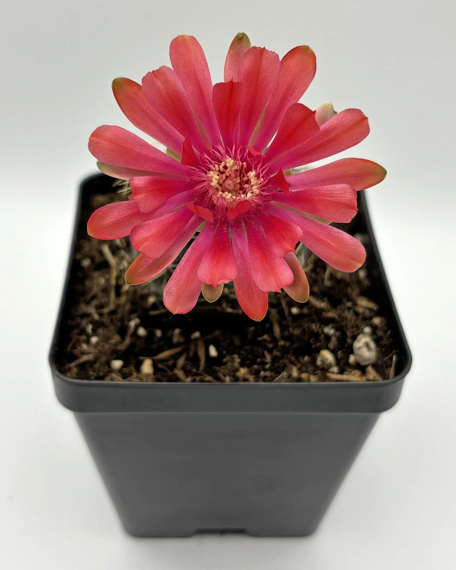 gymnocalycium baldianum 02.jpg
