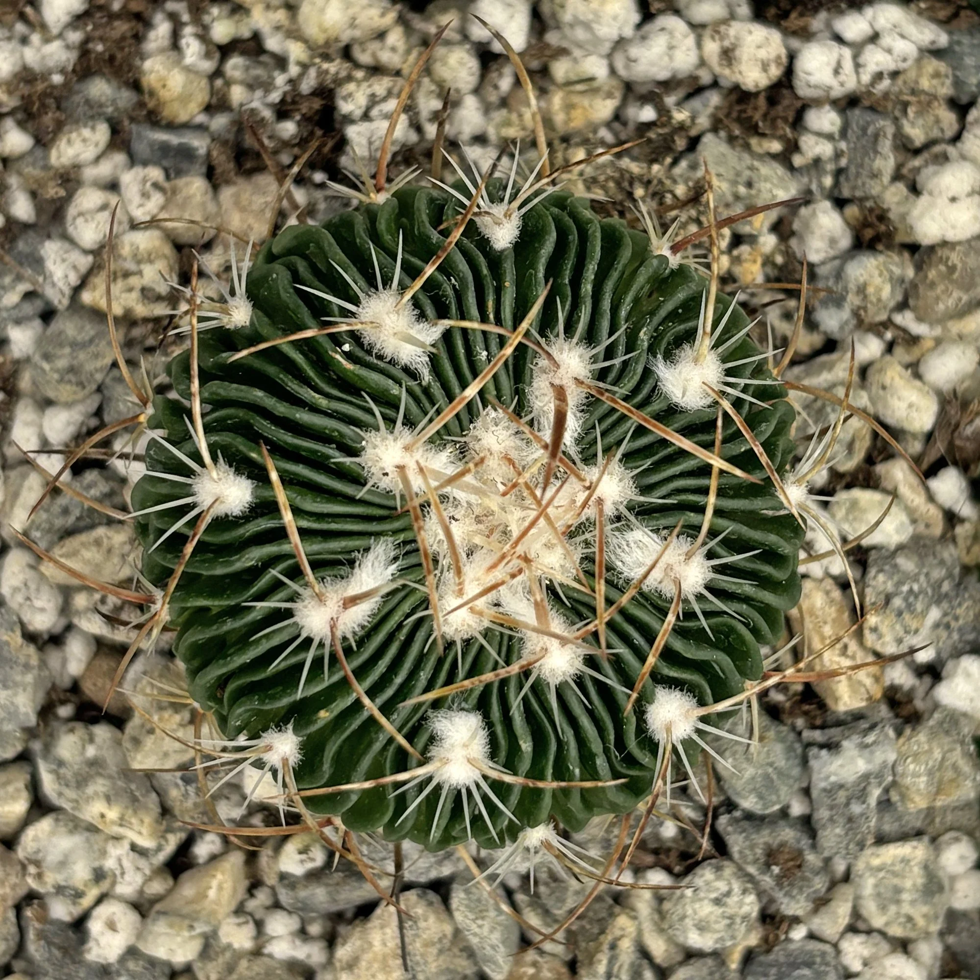 stenocactus multicostatus 02.jpg