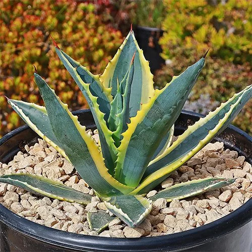 Agave americana variegata 02.jpg