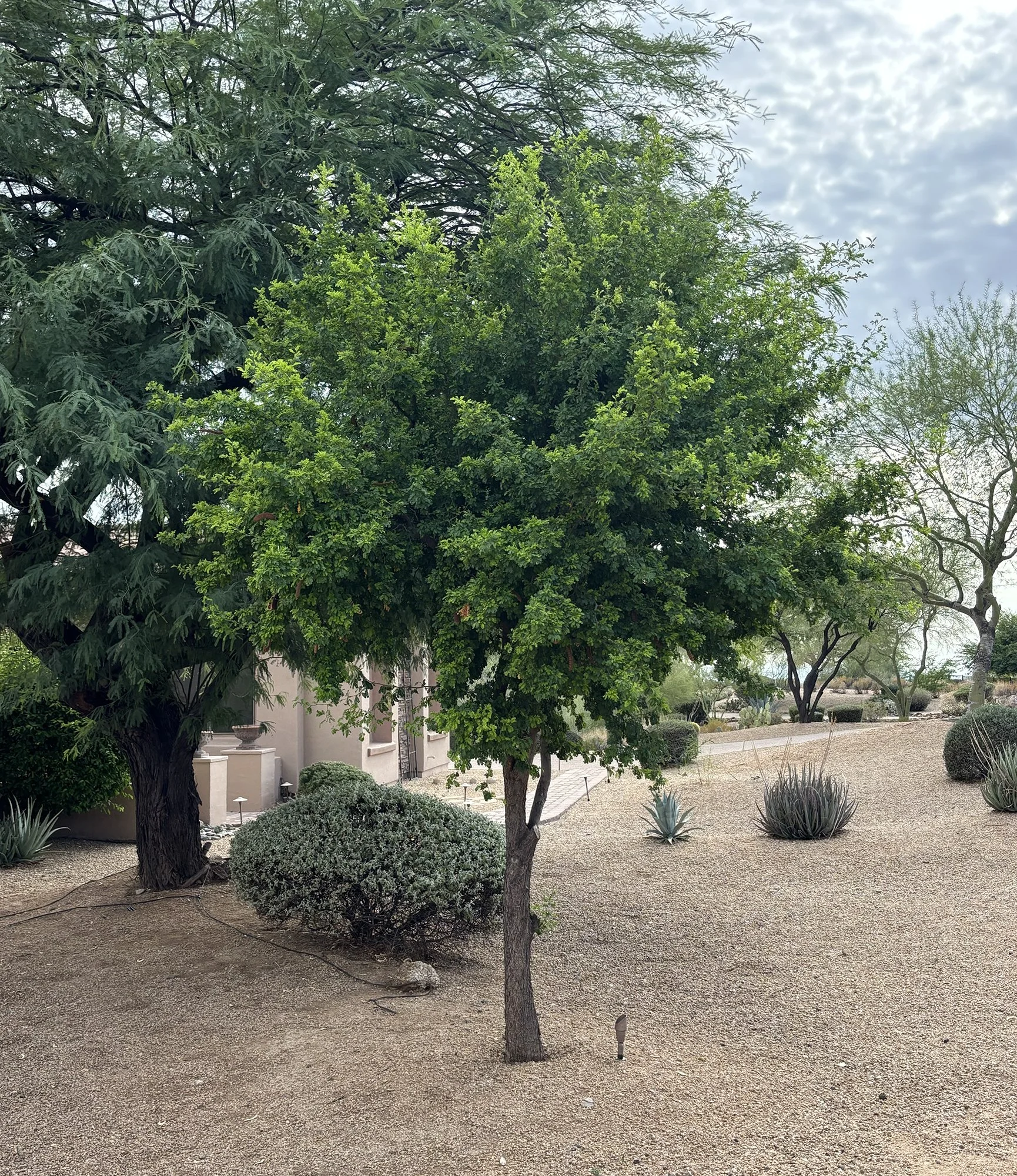 ebenopsis ebano 03.jpg