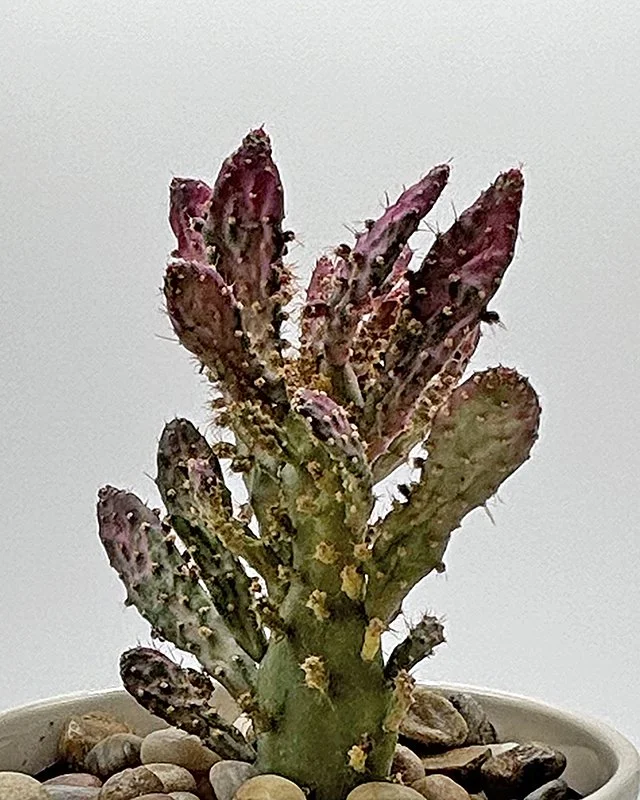 Opuntia monocantha variegata 03.jpg