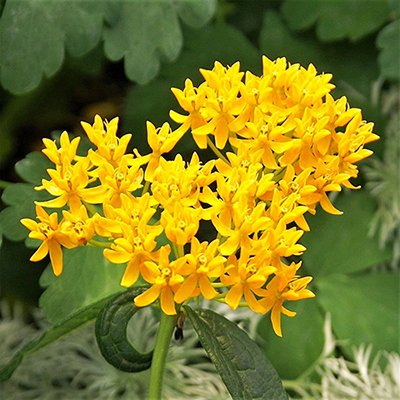 Asclepias tuberosa yellow 02.jpg