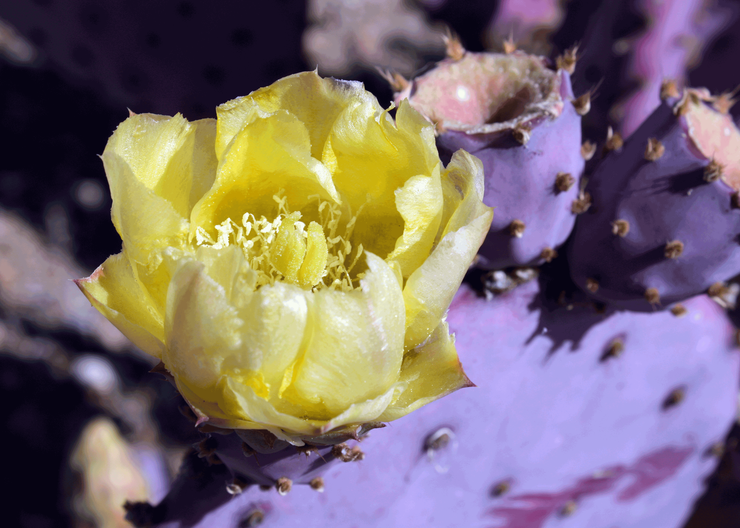 Opuntia 'Santa Rita' 02.jpg