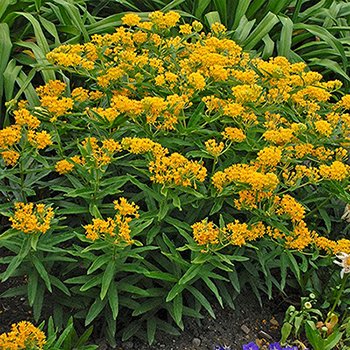 Asclepias tuberosa yellow 03.jpg