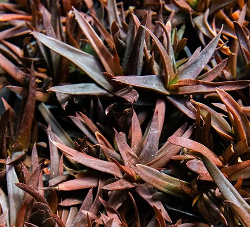 Aloe 'Black Gem' (Black Gem Aloe)
