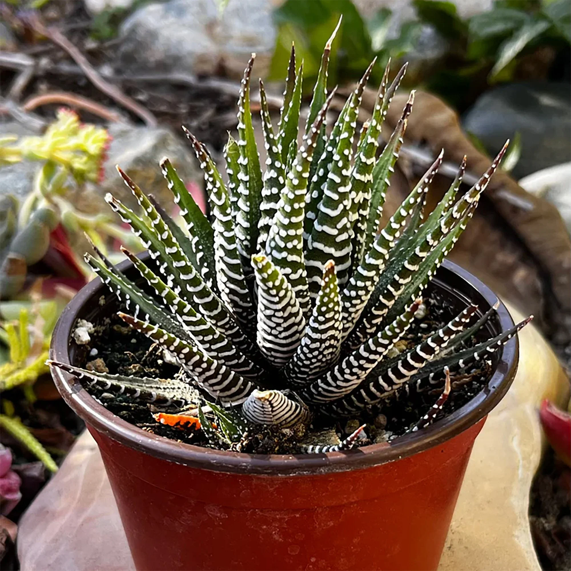 Haworthia attenuata (Zebra Plant)