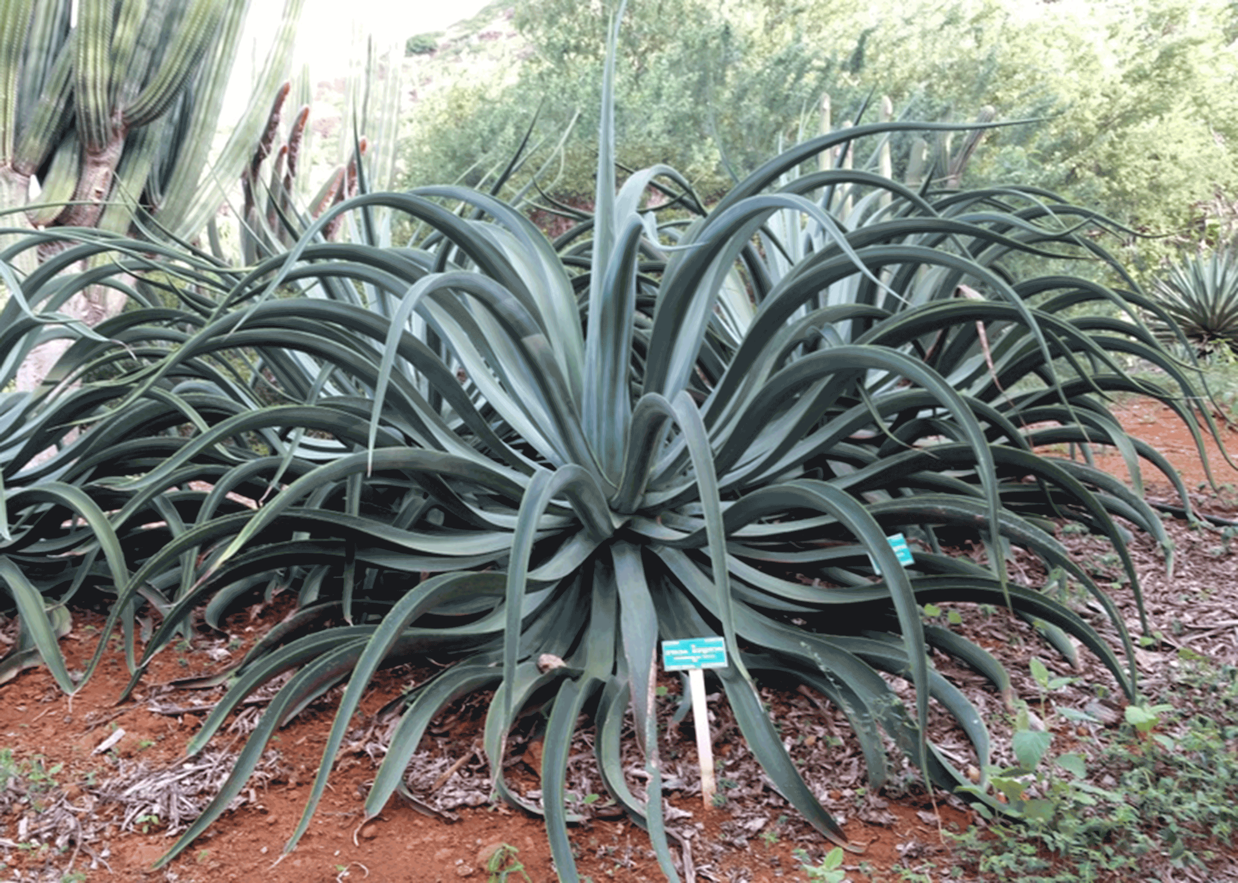 Agave vilmoriniana (Octopus Agave)