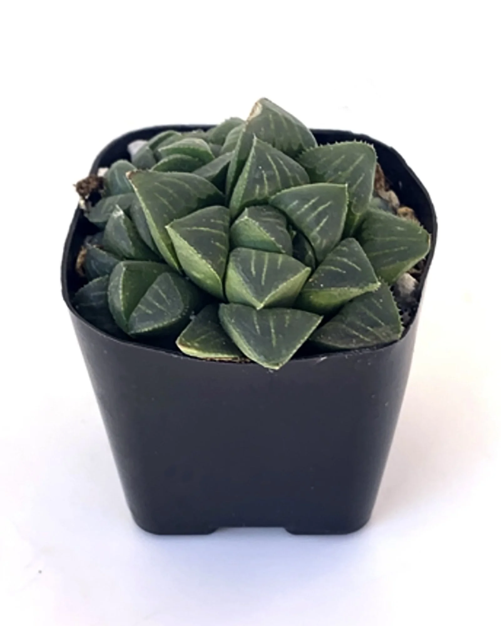 Haworthia mutica 03.jpg