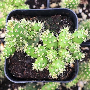 Opuntia salmiana 02.jpg