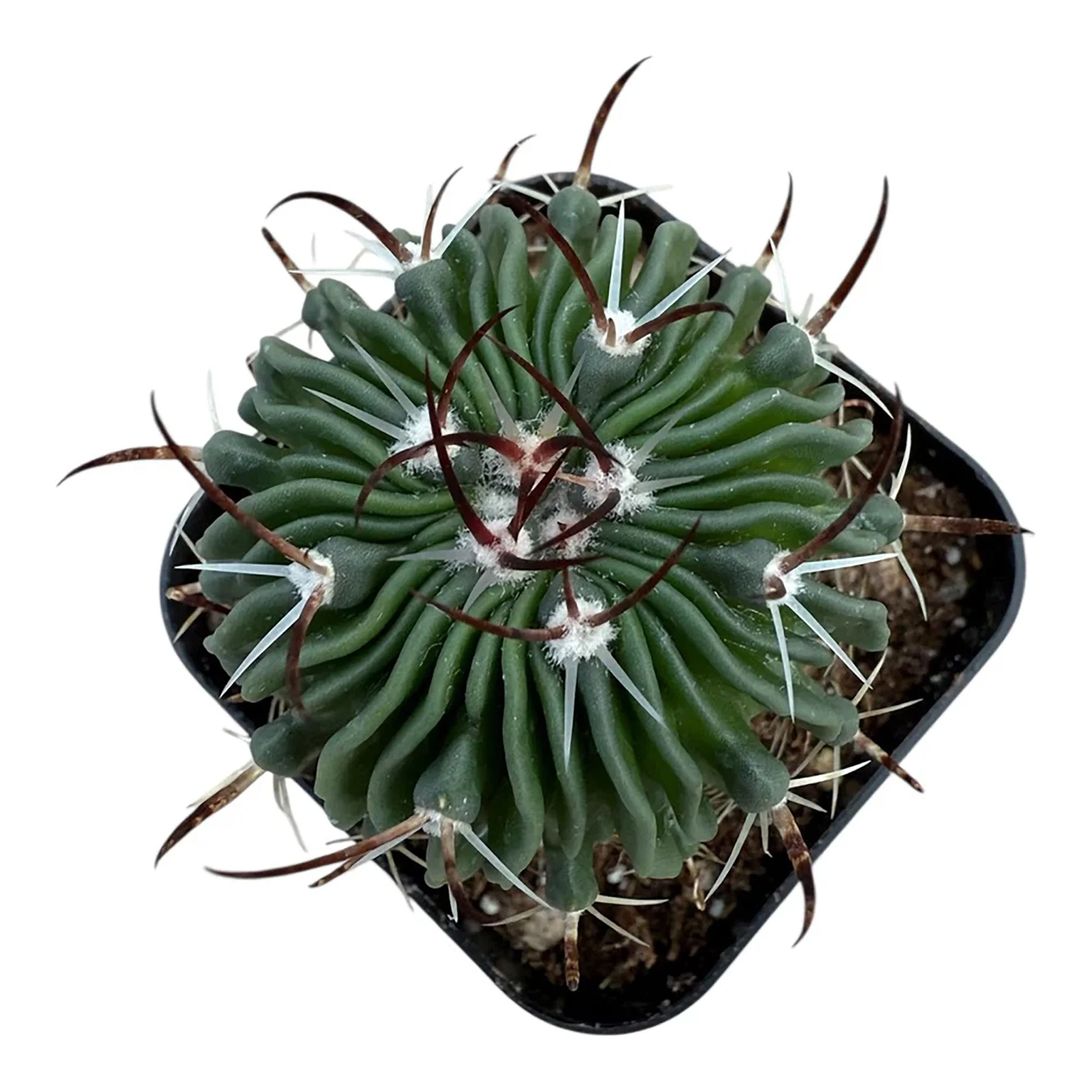 Echinofossulocactus crispatus 02.jpg