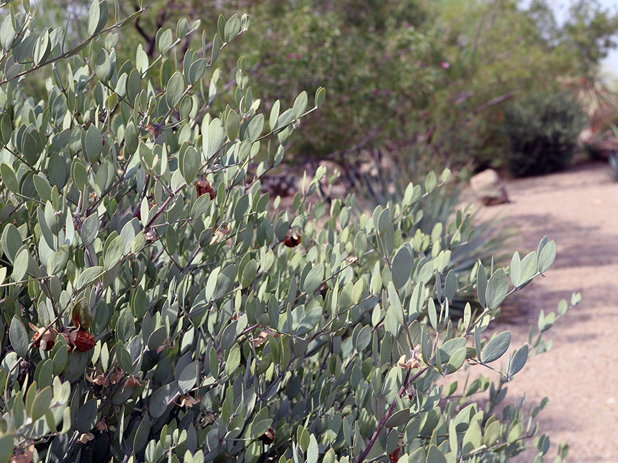 Simmondsia chinensis 02.png