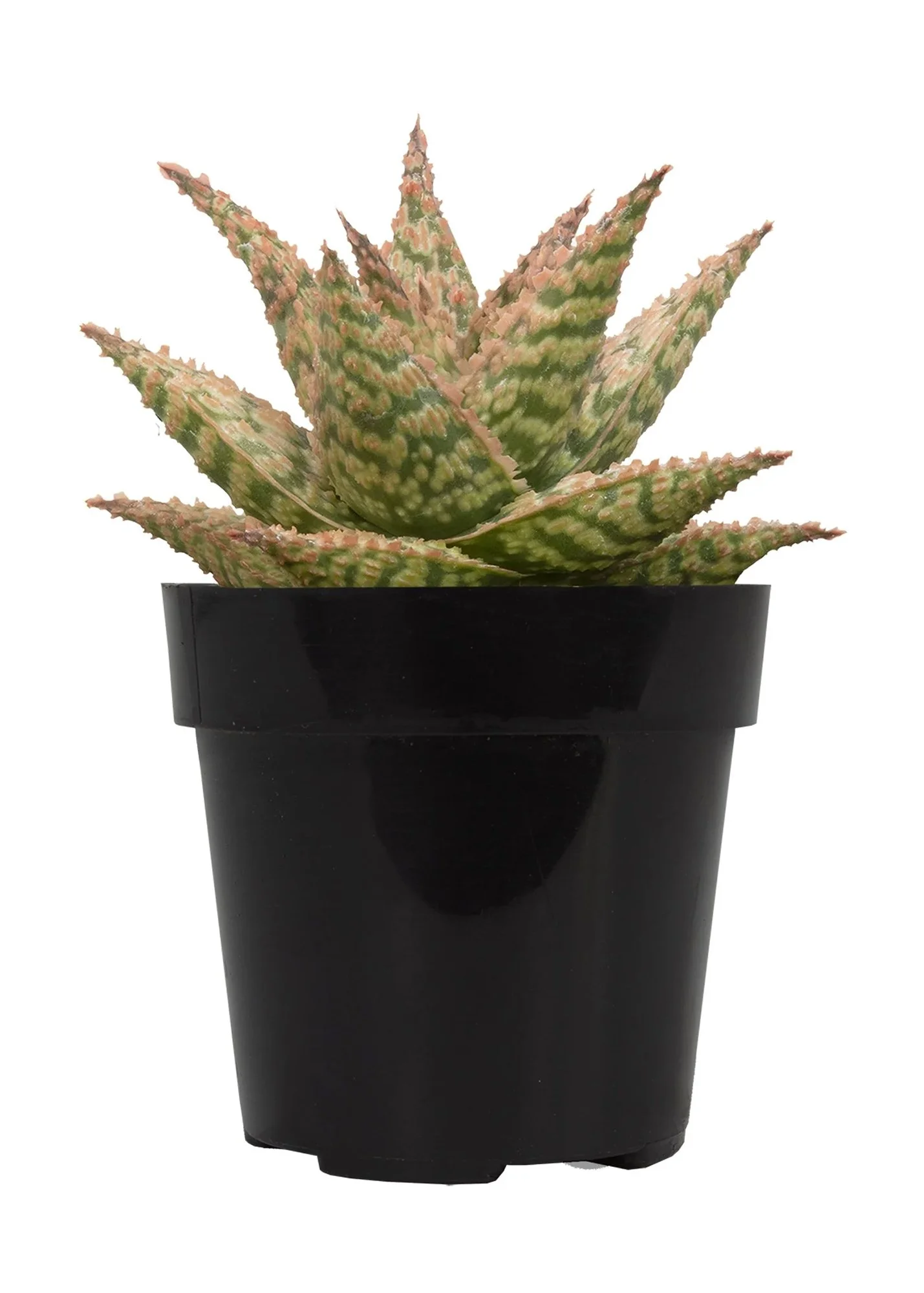 Aloe 'Firecracker' 01.jpg