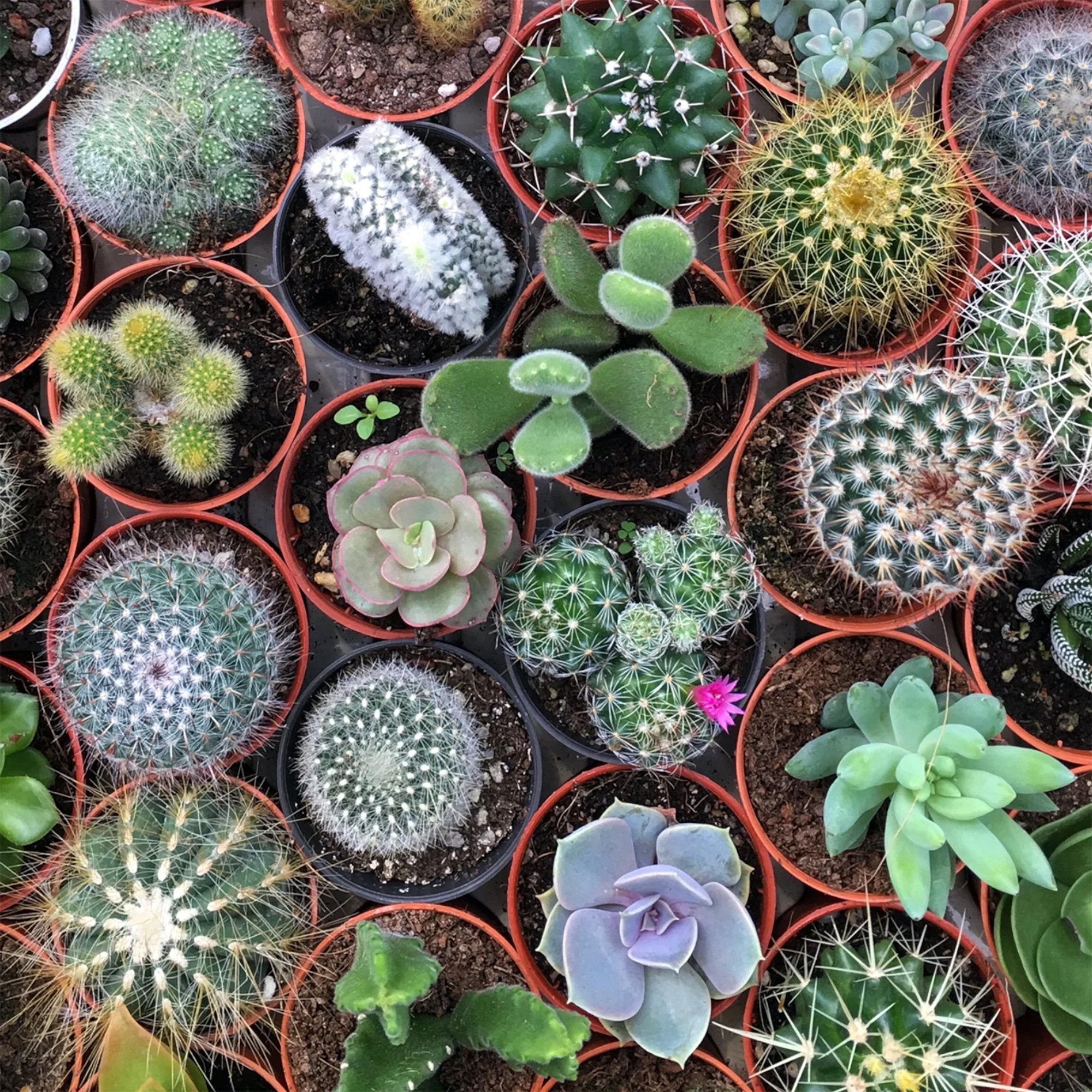 succulent club 01.jpg