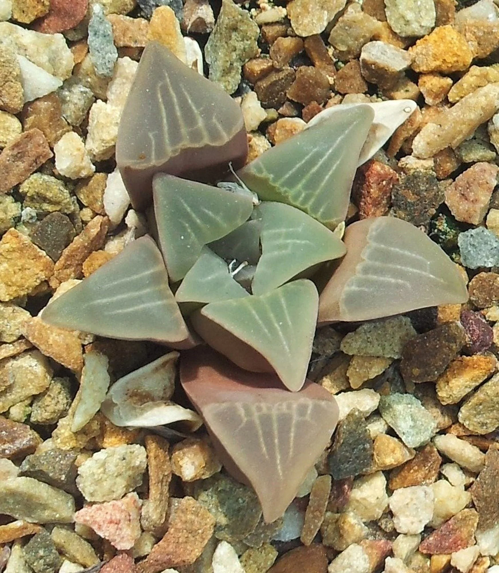haworthia mutica 01.jpg