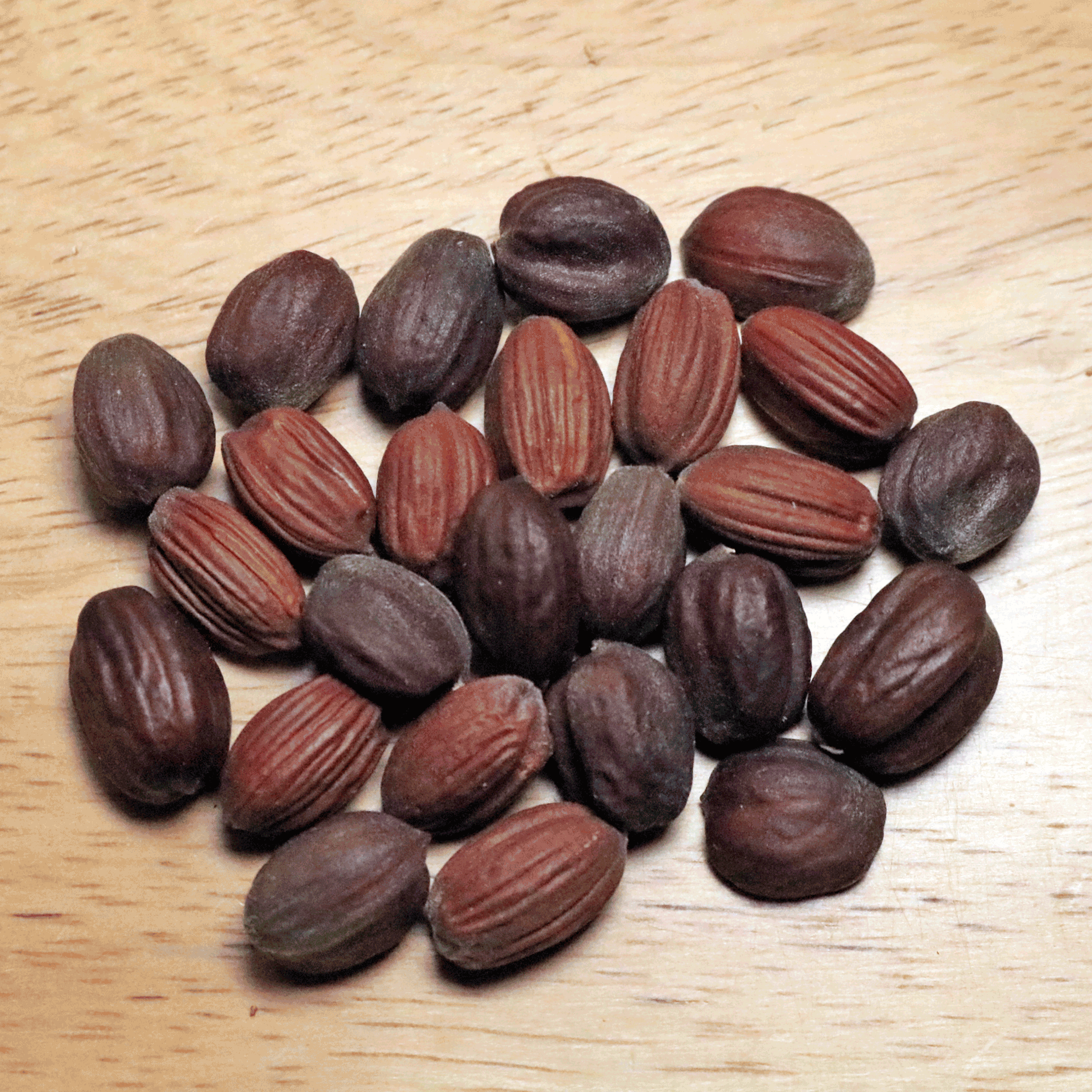 Simmondsia chinensis 04.jpg