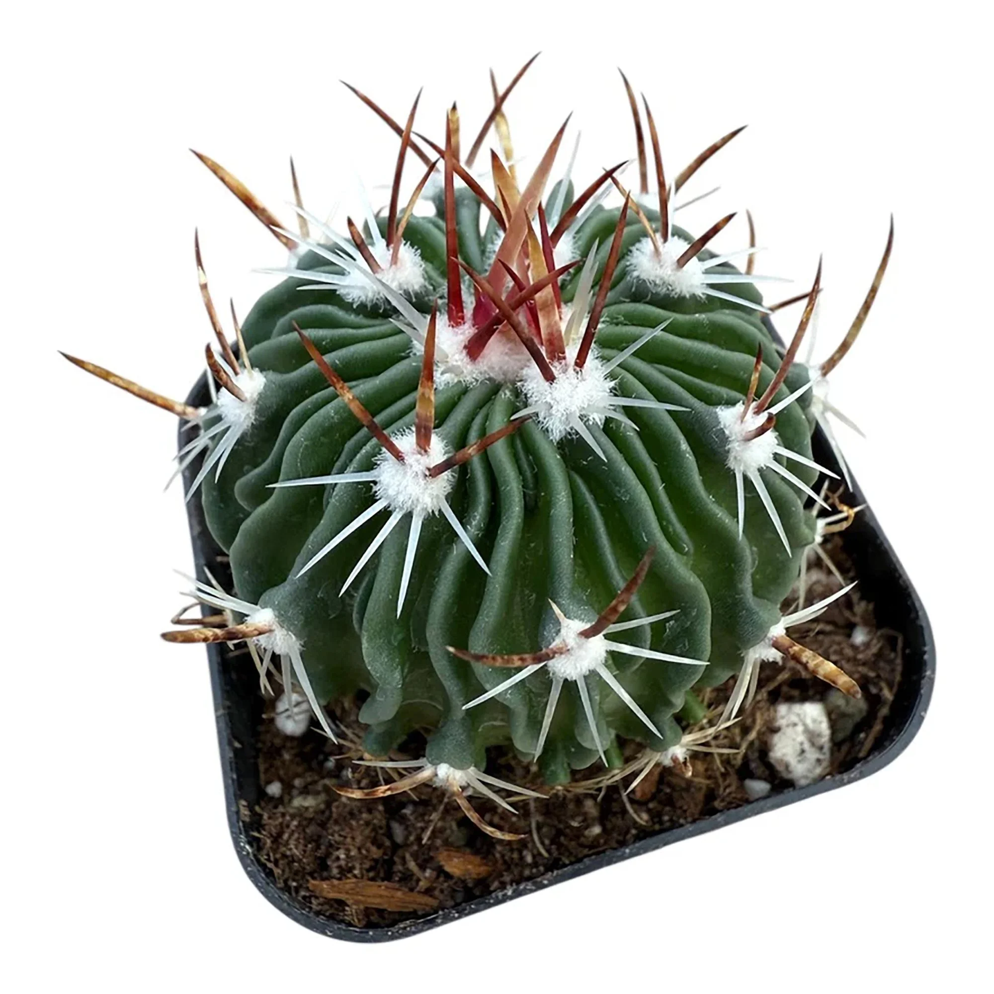 Echinofossulocactus crispatus 01.jpg