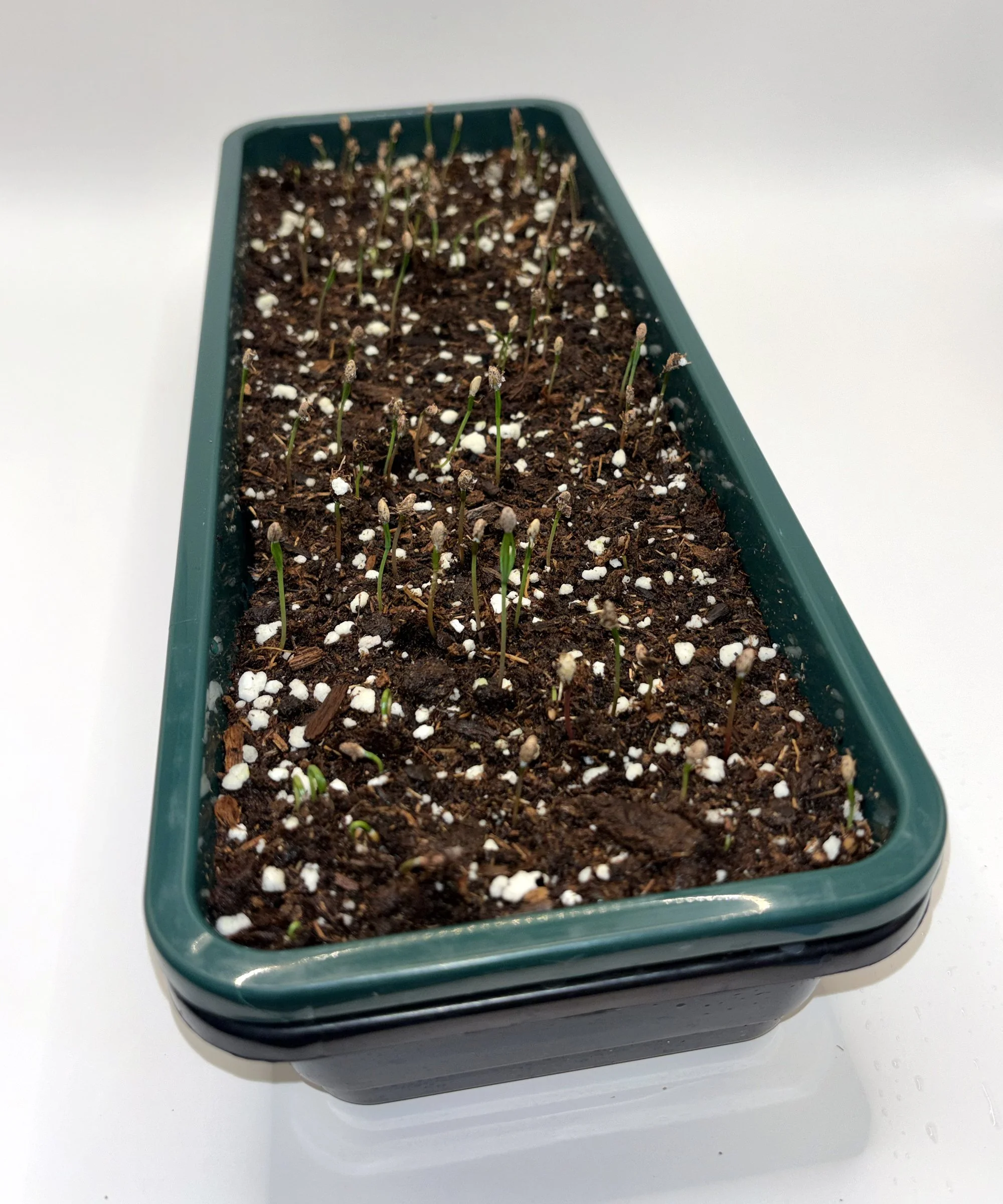 Garland Seed Kit 01.jpg