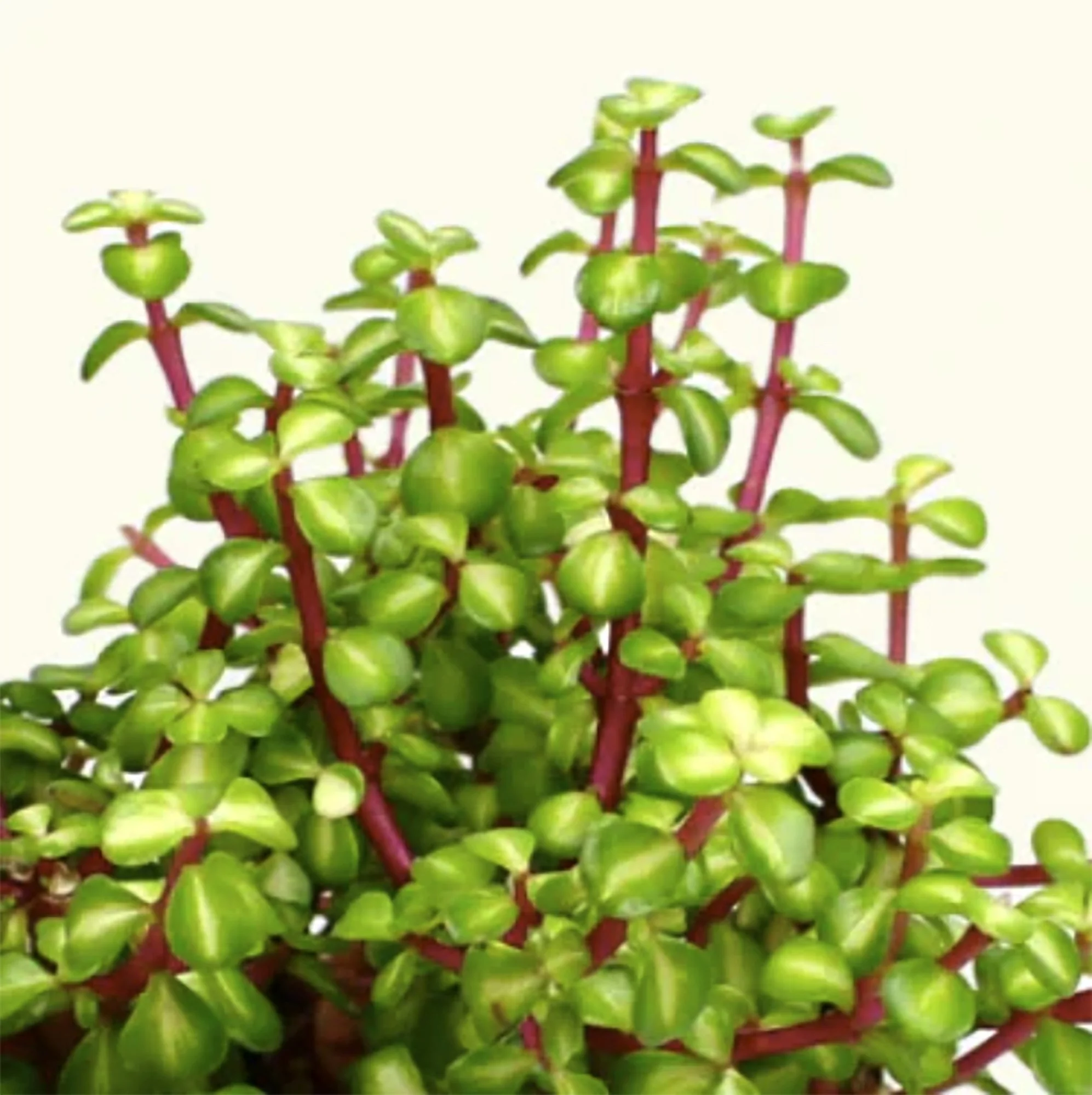 Portulacaria afra 'medio picto' 02.jpg