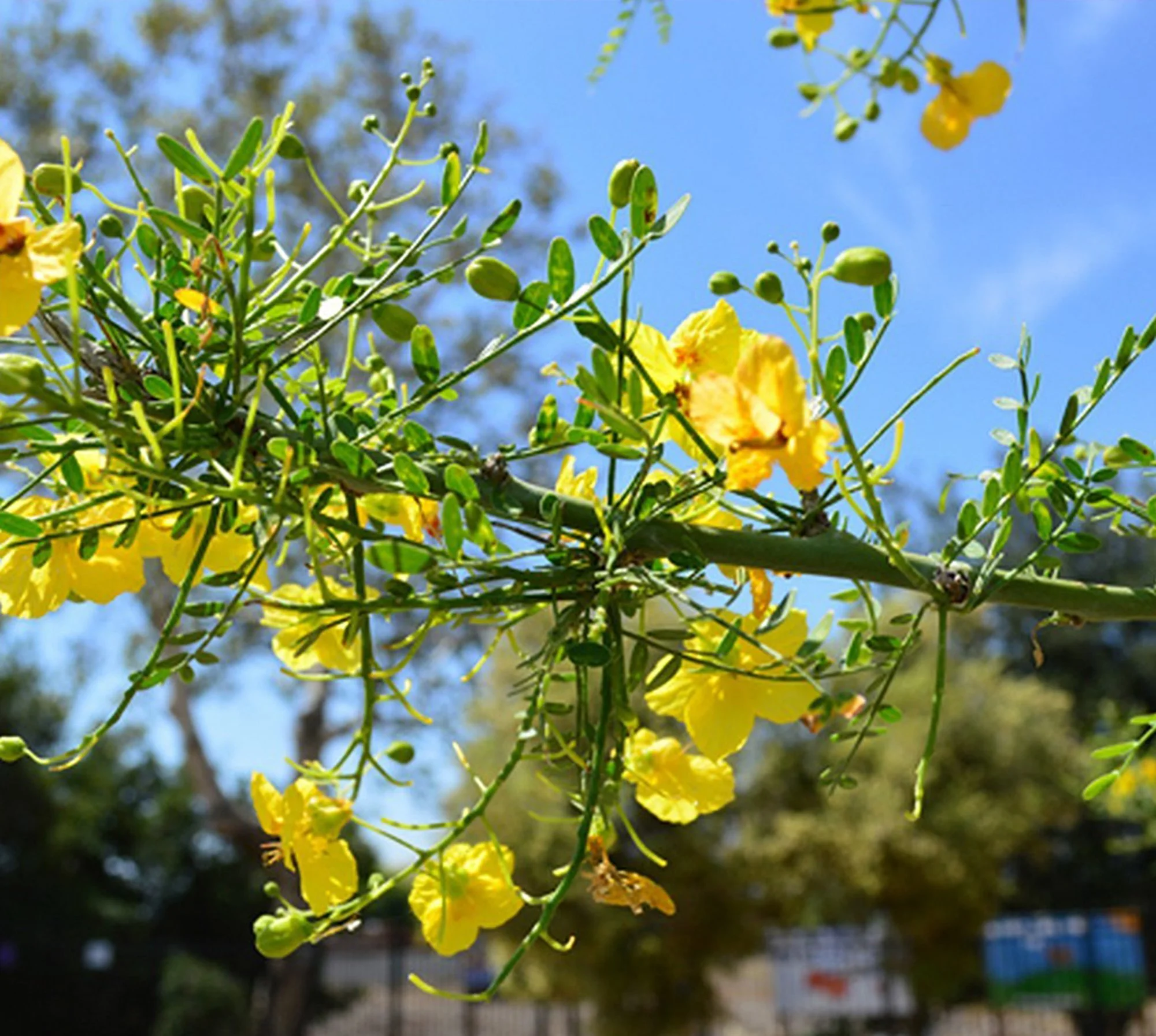 Parkinsonia florida 03.jpg