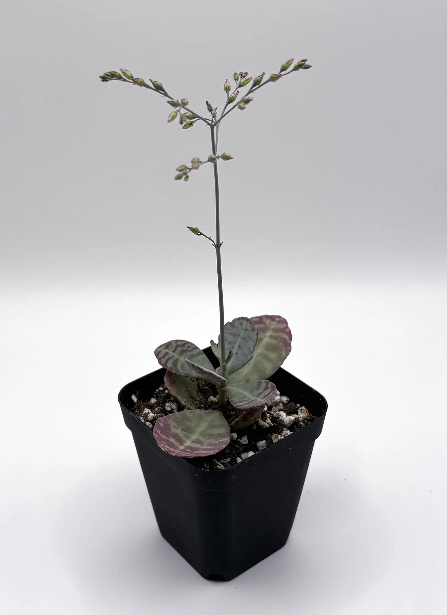 Kalanchoe humilis desert surprise 01.jpg