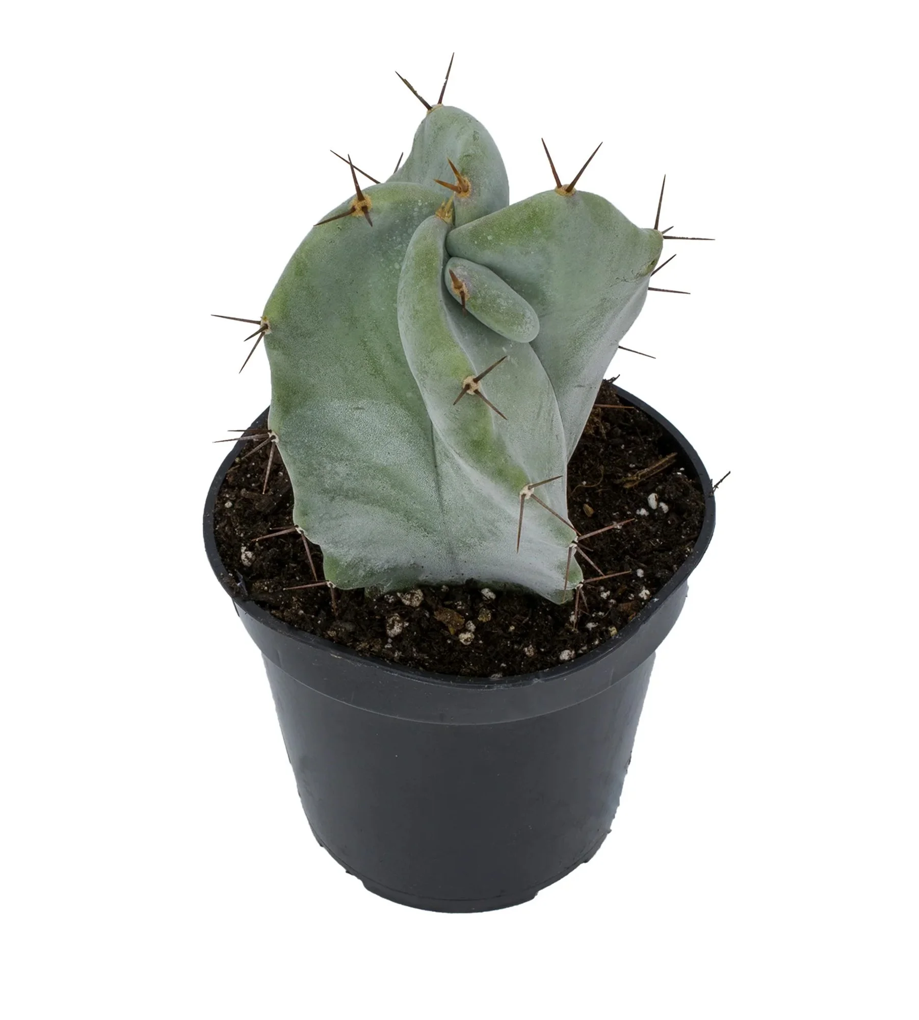 Stenocereus pruinosus 01.jpg