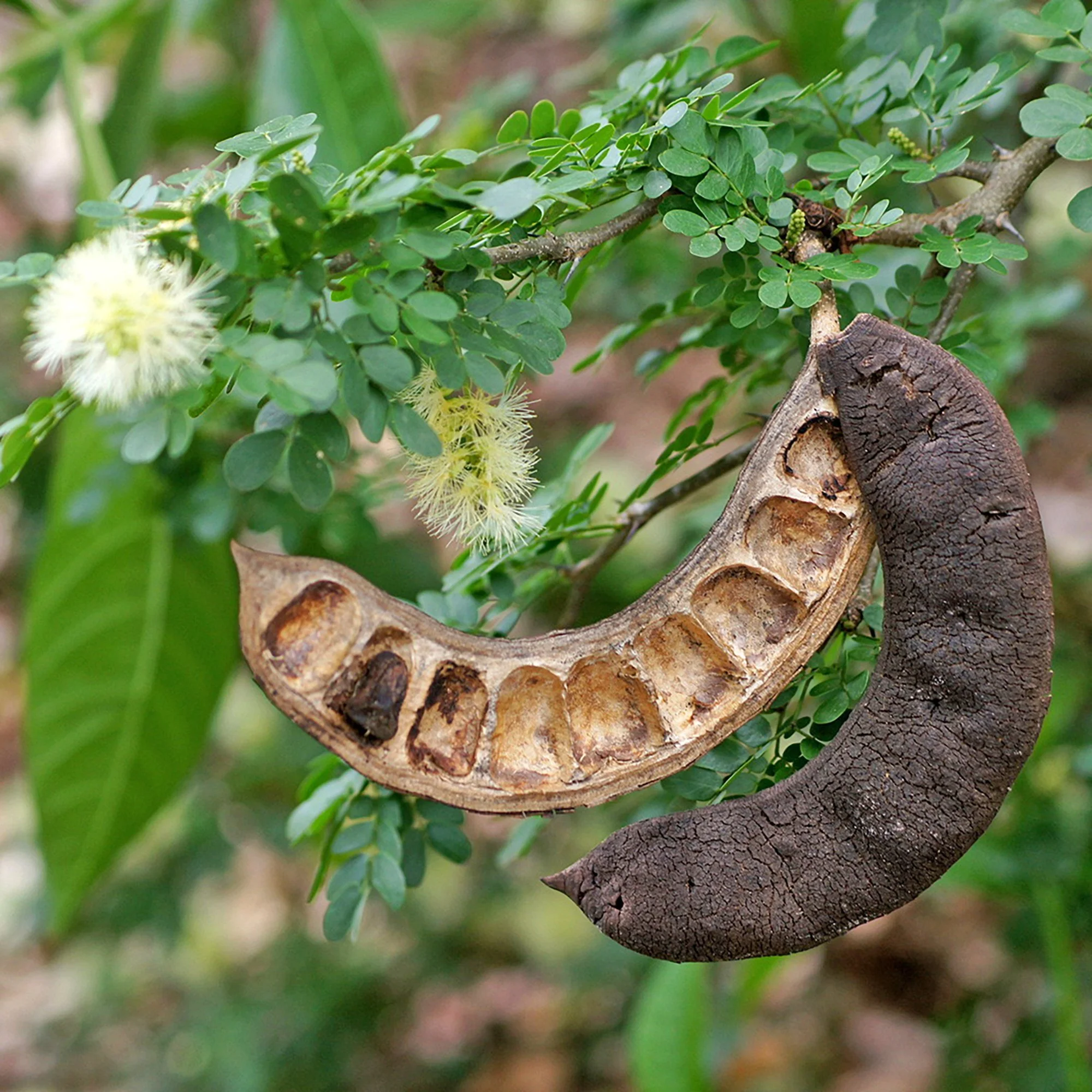 ebenopsis ebano 04.jpg