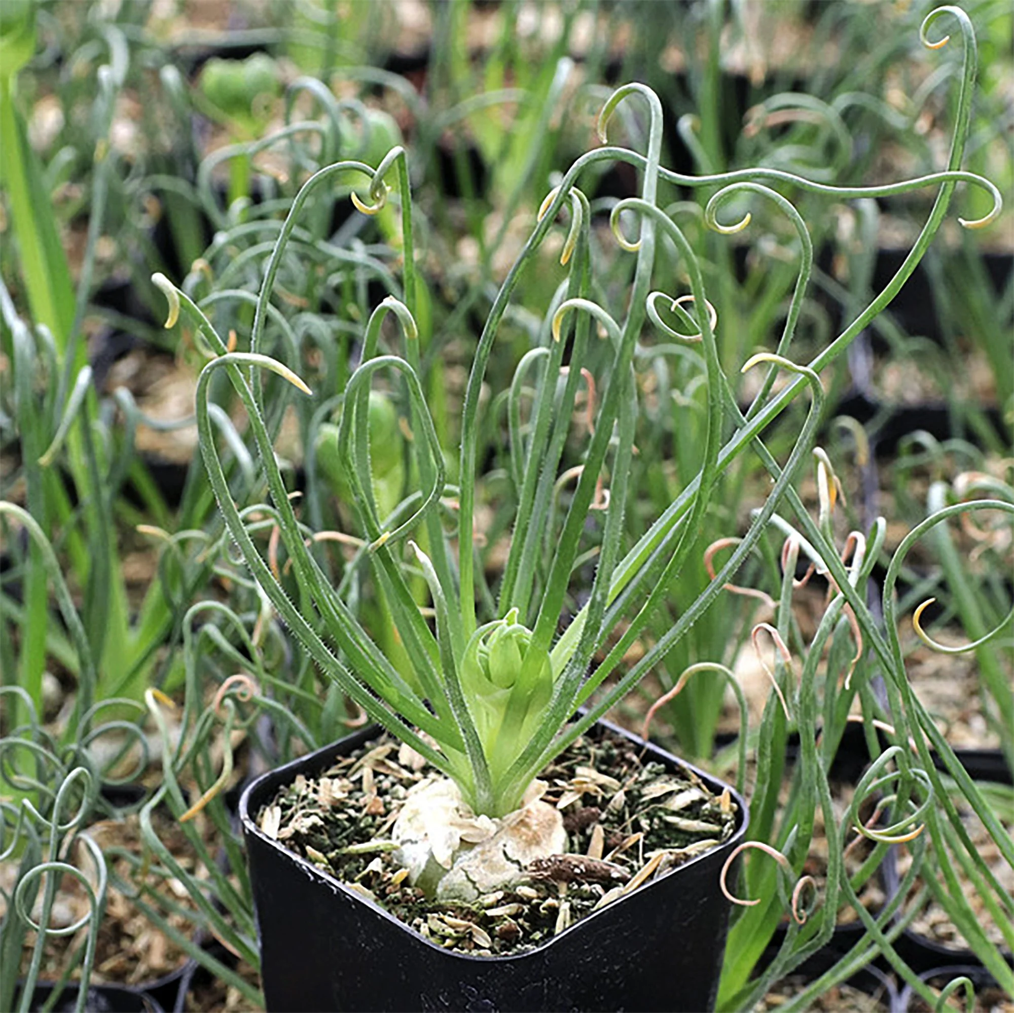 albuca spiralis 03.jpg