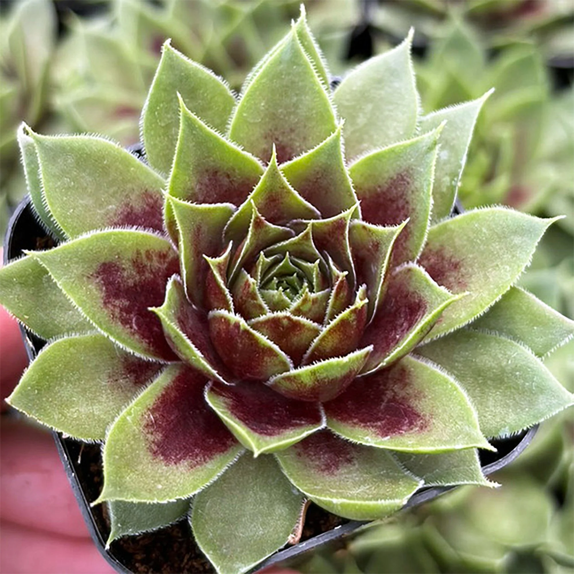 Sempervivum Colorockz Crystal Coconut 02.jpg