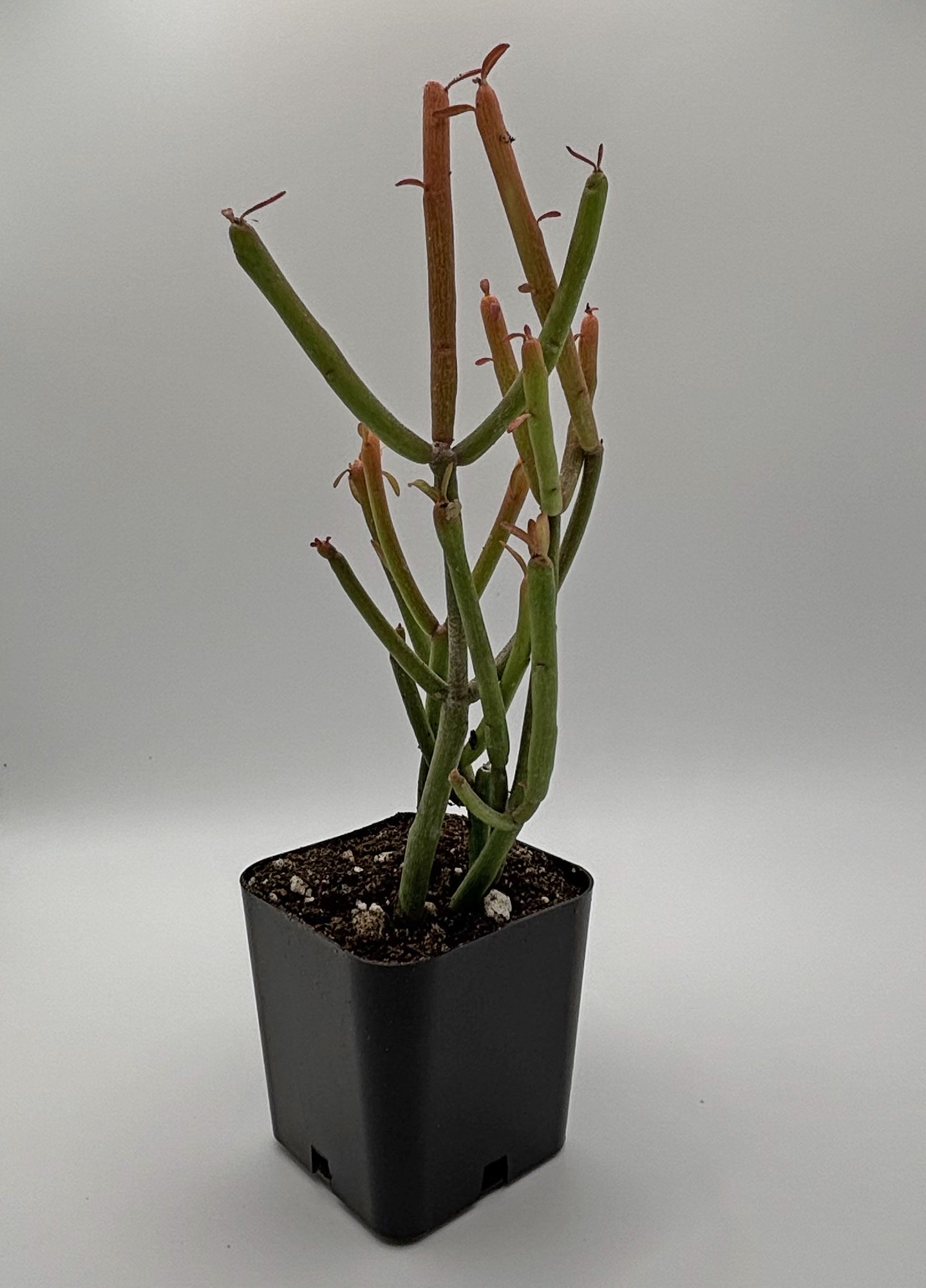 Euphorbia tirucalli 01.jpg