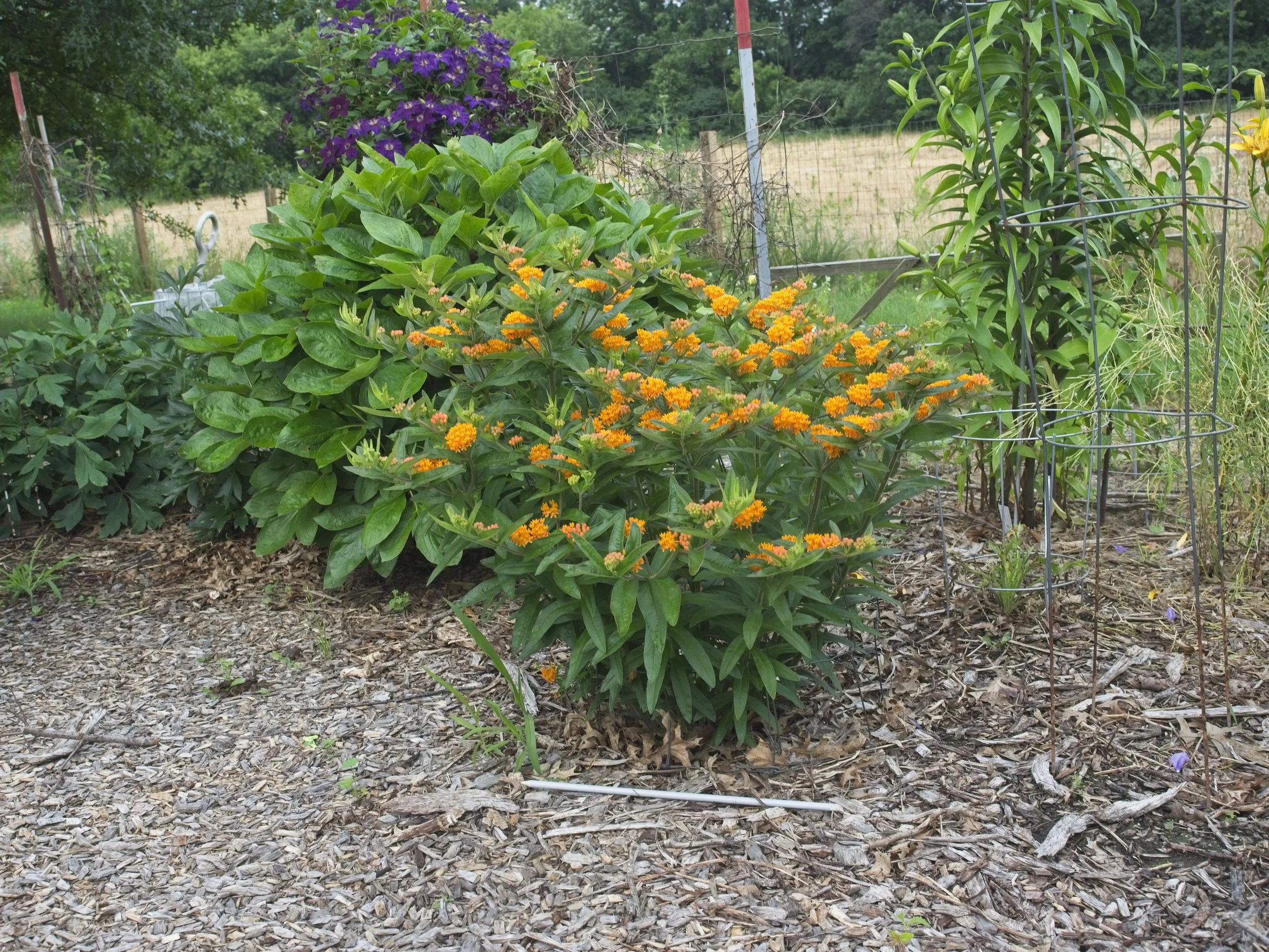 Asclepias tuberosa 02.jpg
