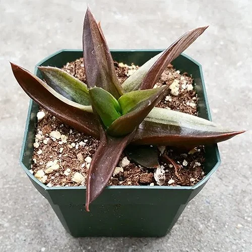 Aloe black gem 01.jpg