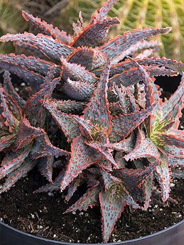 Aloe 'Oik' (Oik Aloe)