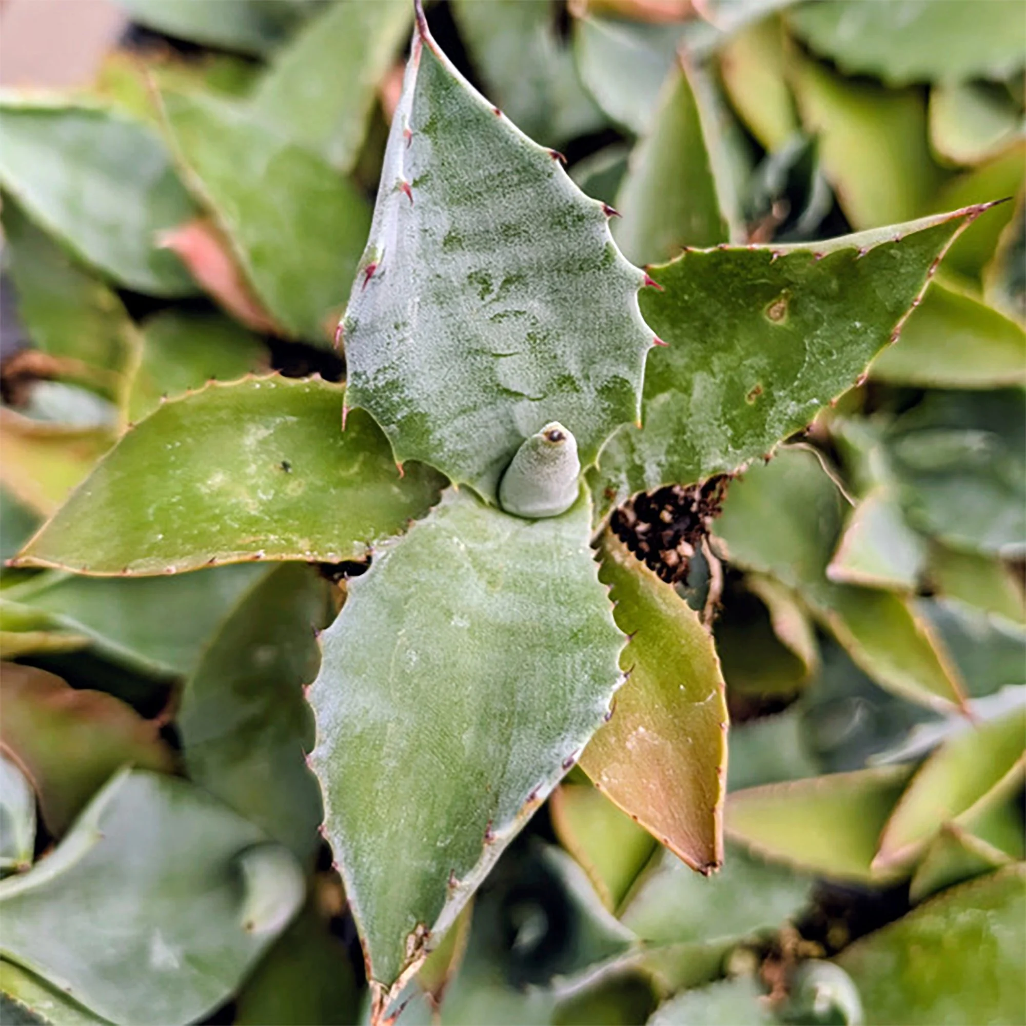 Agave inaequidens 'Ashy White' 01.jpg
