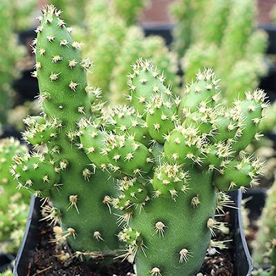 Opuntia salmiana (Salm's Prickly Pear)