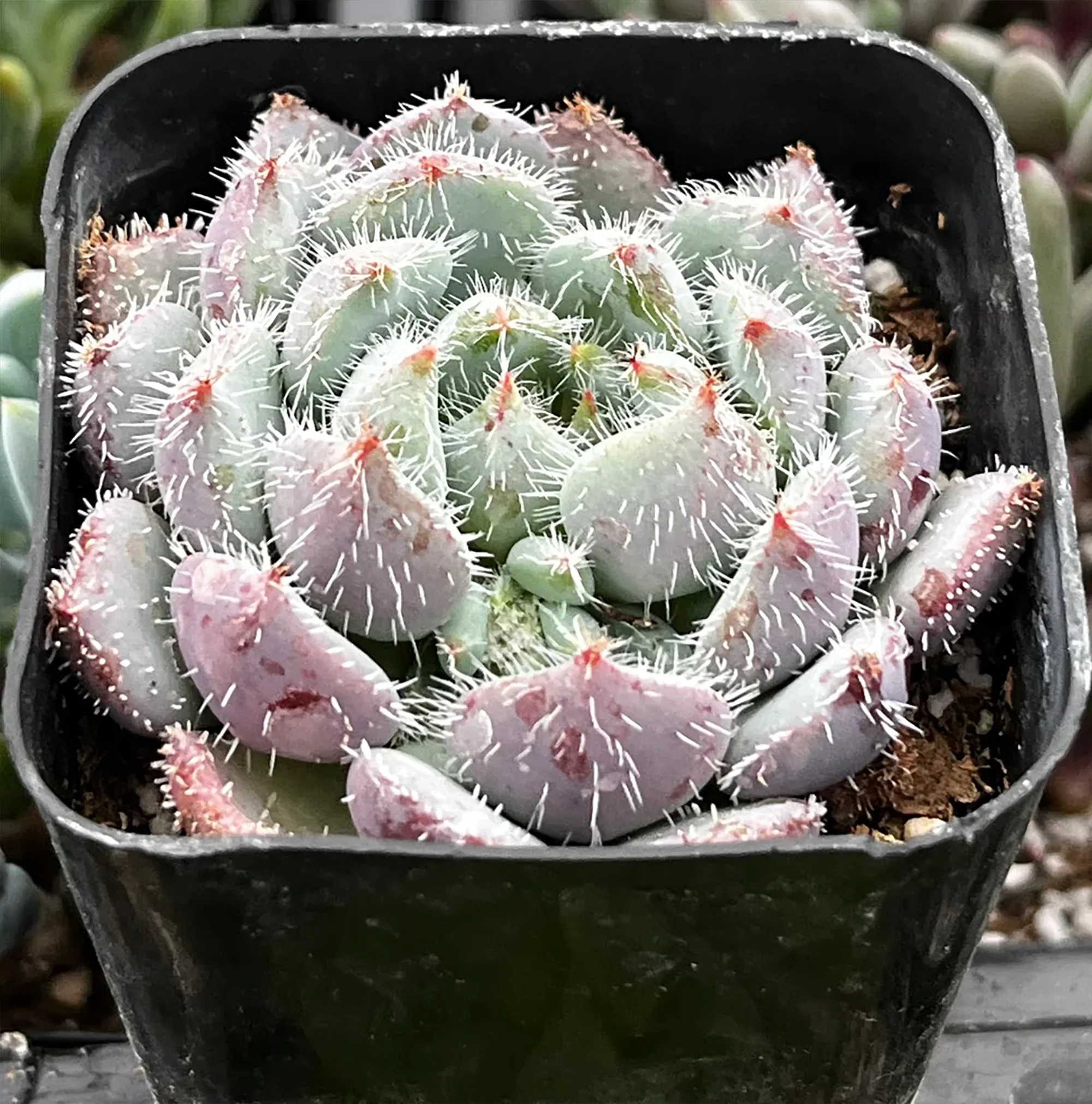 Echeveria setosa var. deminuta 01.jpg