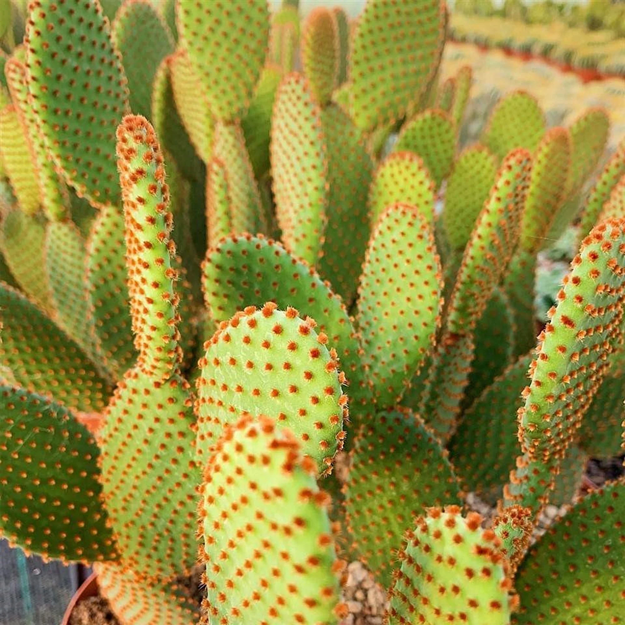 Opuntia microdasys subsp. rufida 02.jpg
