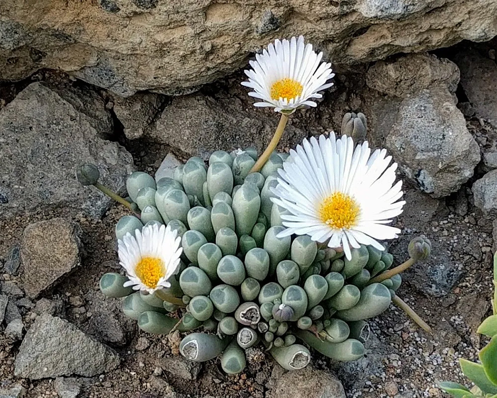 Fenestraria aurantiaca 01.jpg