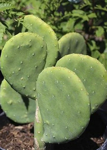 Opuntia cacanapa 'Ellisiana' 02.jpg