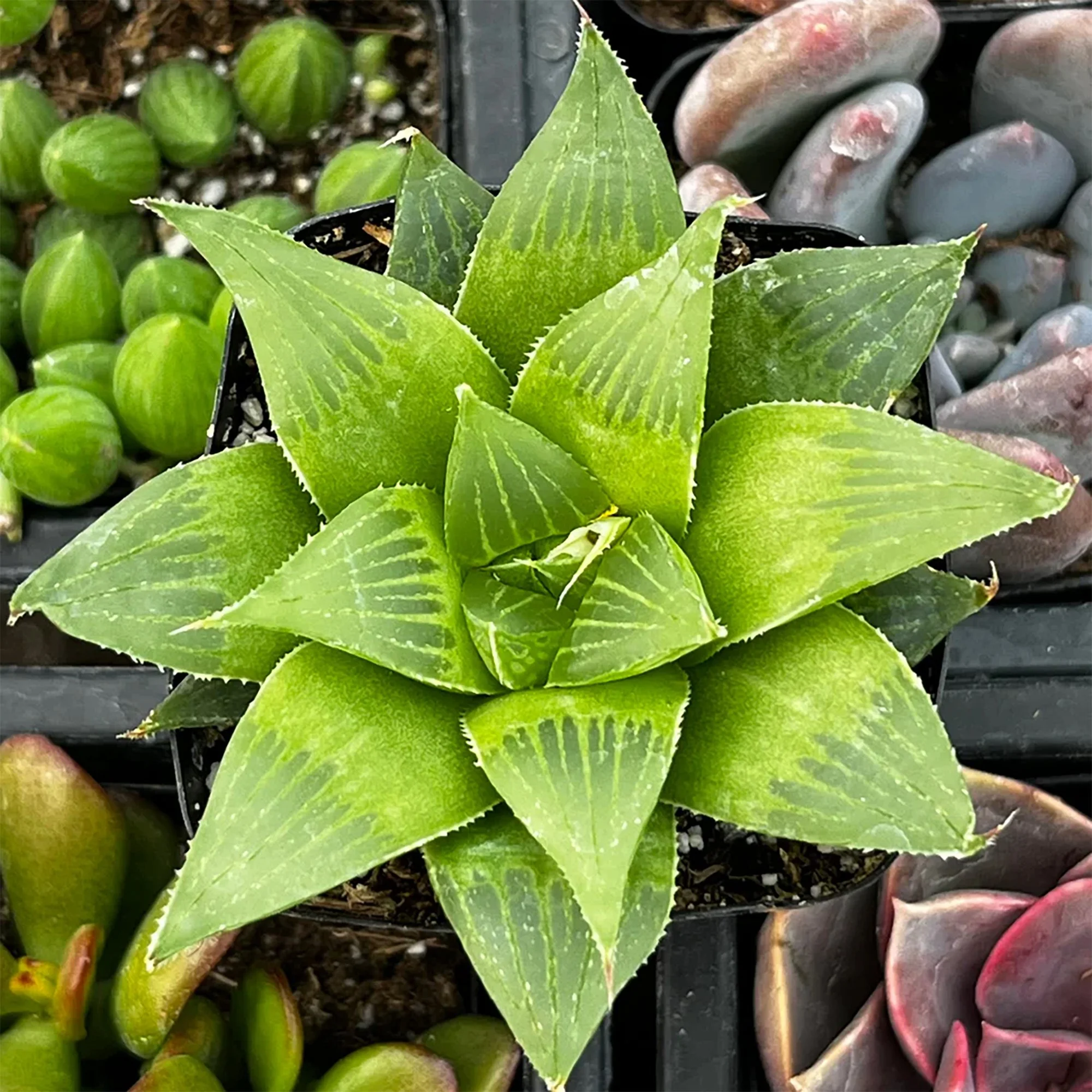 Haworthia retusa var. asuminata 01.jpg