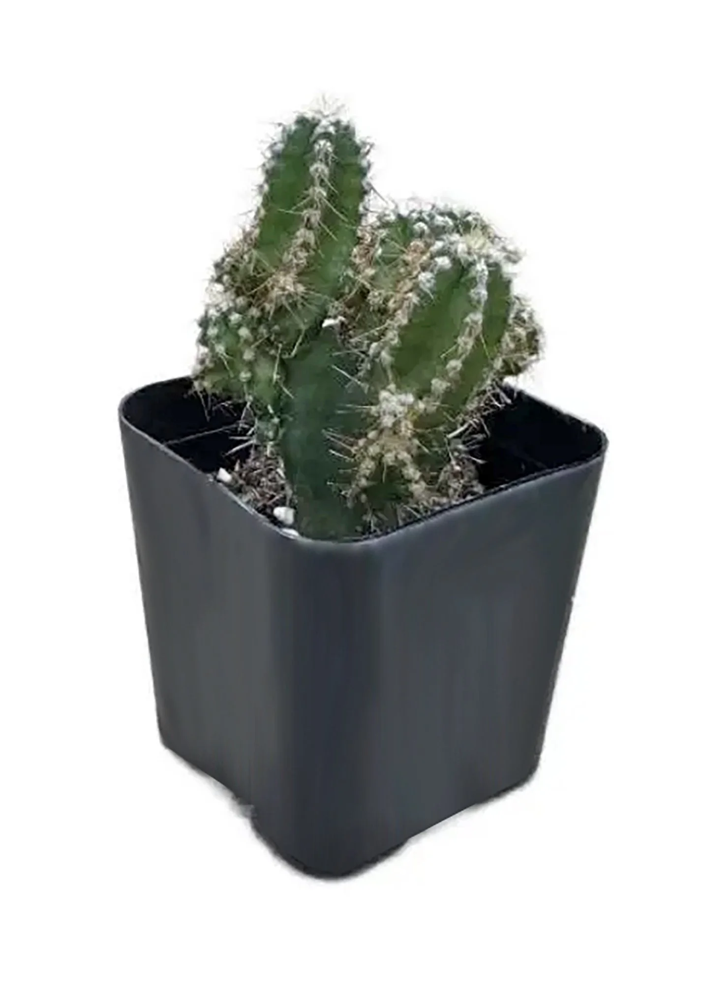 Acanthocereus tetragonus 01.jpg