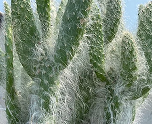 Opunia snow blue jacket 01.jpg