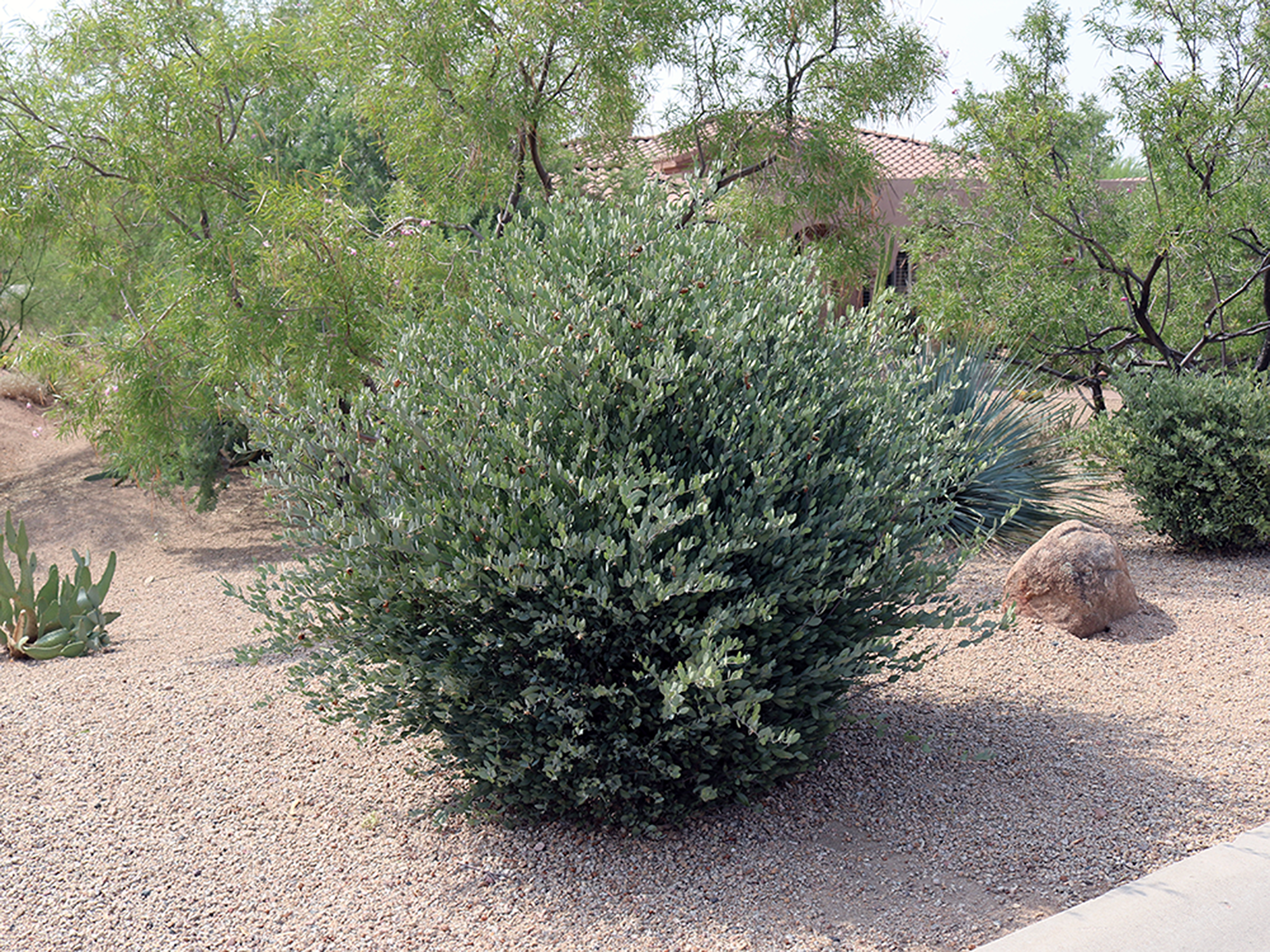 Simmondsia chinensis 03.jpg