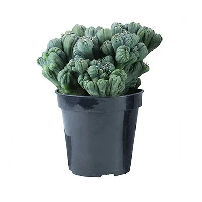 Cereus forbessi monstrose 'Ming Thing' (Ming Thing Cactus)