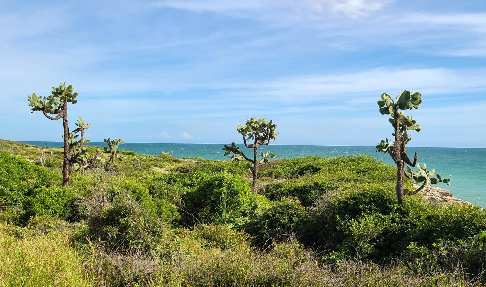 Consolea rubescens 04.jpg