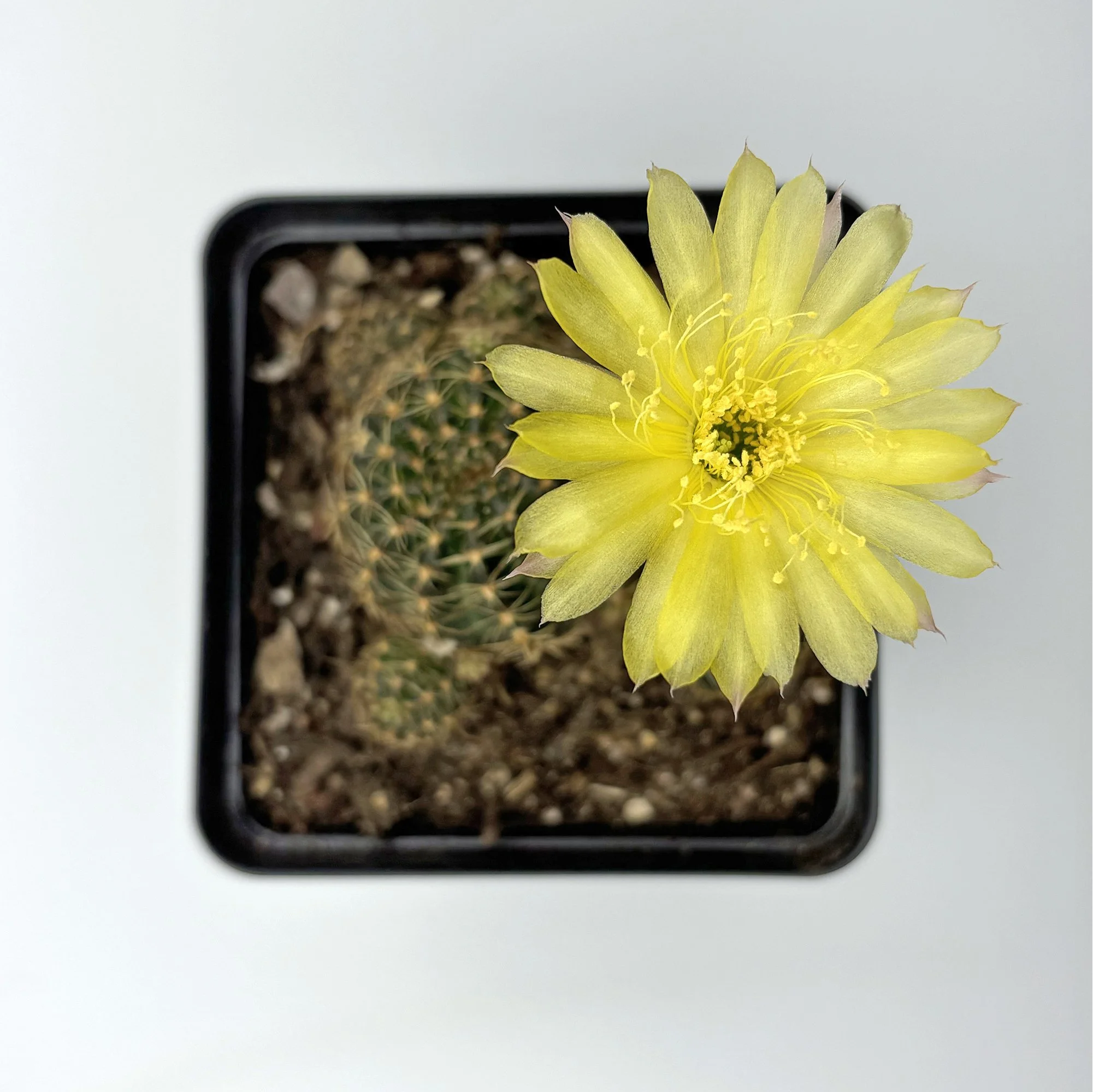 Rebutia grandiflora yellow 02.jpg