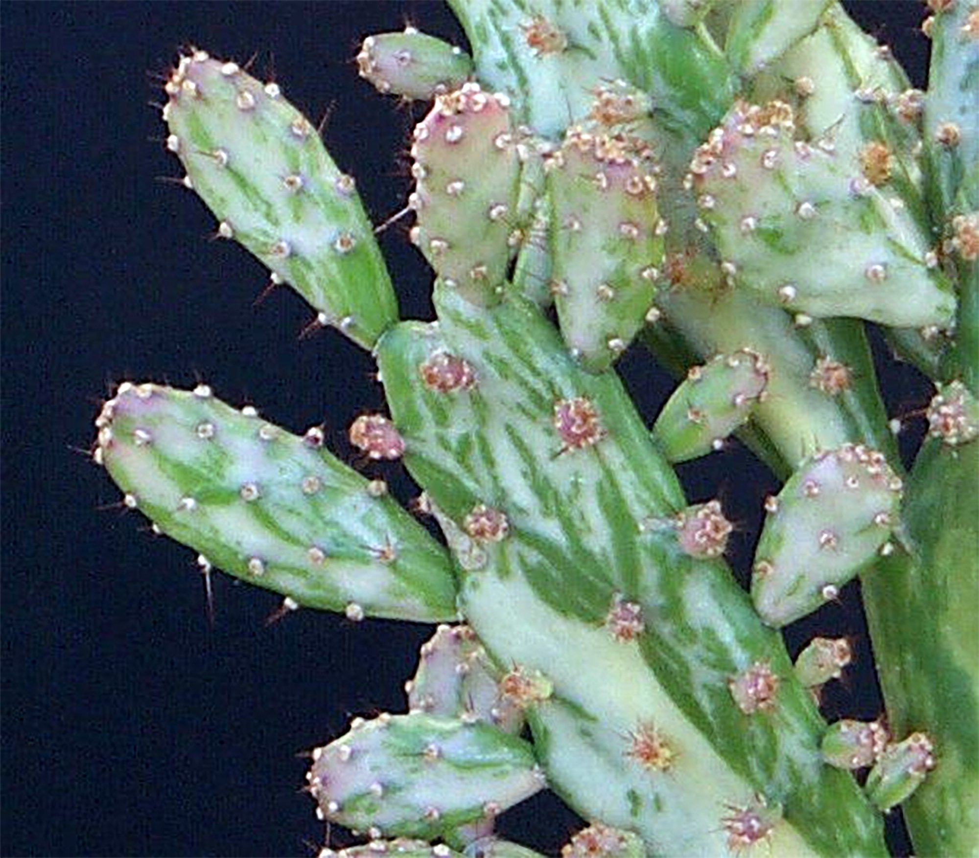 Opuntia monacantha variegata 02.jpg